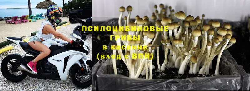 MEGA зеркало  продажа наркотиков  Ужур  Галлюциногенные грибы Cubensis 